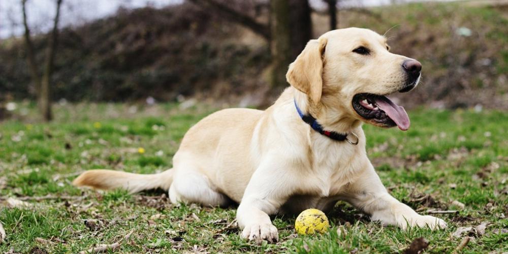 Ποιοι σκύλοι κινδυνεύουν περισσότερο να πάθουν θερμοπληξία το καλοκαίρι