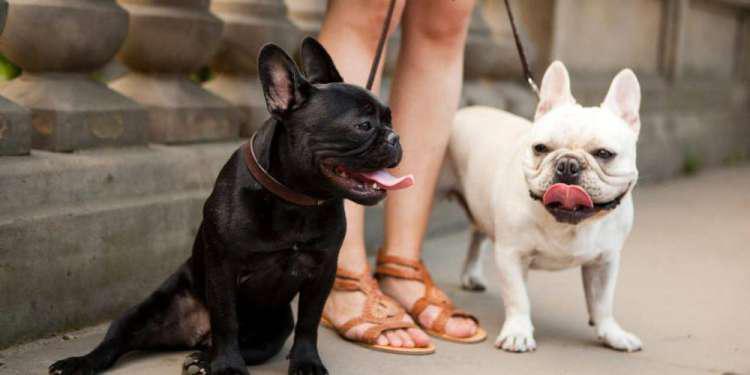 Μάθε πότε γεννήθηκε ο σκύλος σου για να δεις αν θα έχει καρδιακά προβλήματα