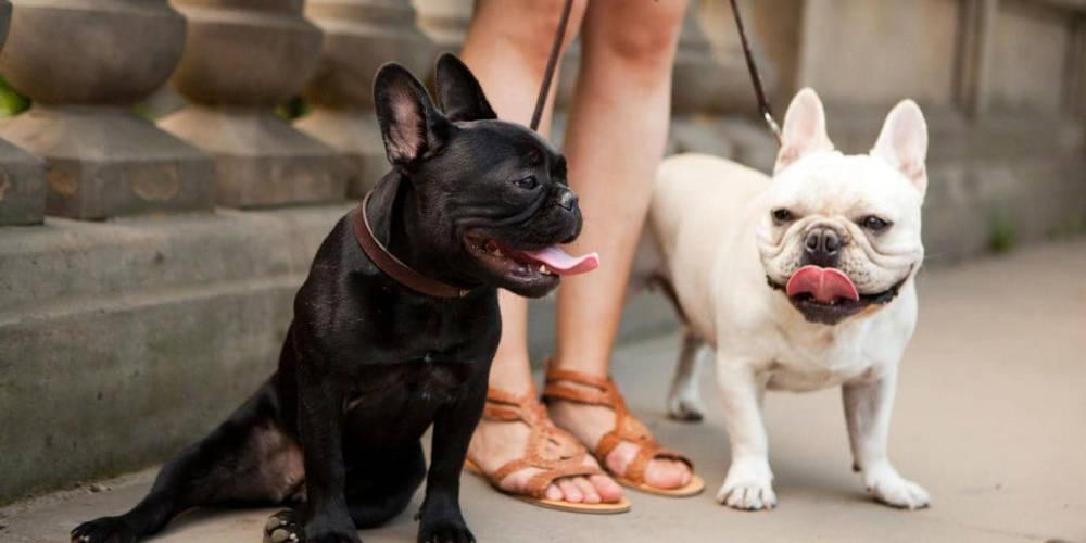 Μάθε πότε γεννήθηκε ο σκύλος σου για να δεις αν θα έχει καρδιακά προβλήματα