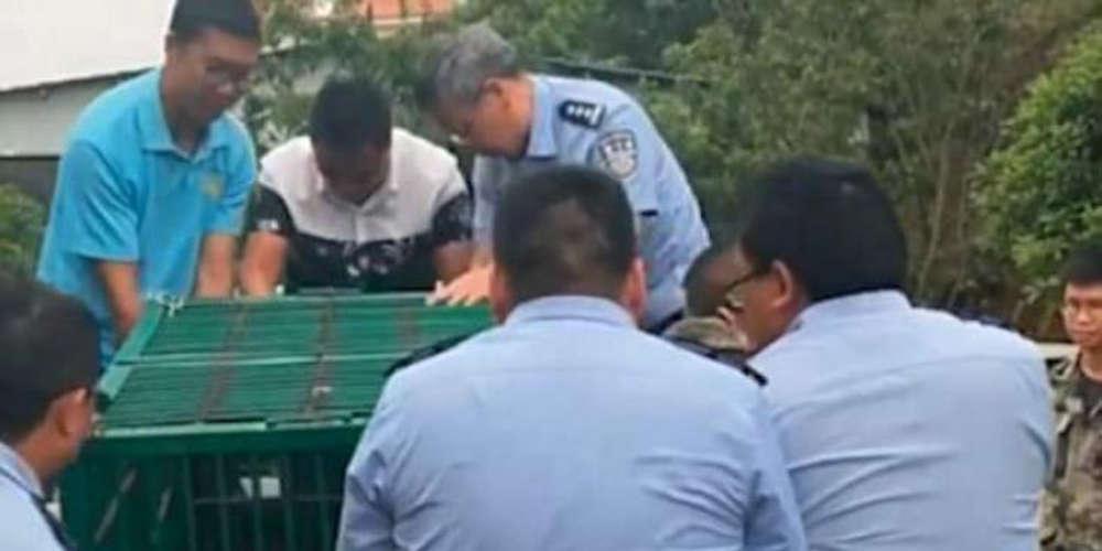 Απίστευτο: Το ζώο που αγόρασε και μεγάλωσε δεν ήταν σκύλος αλλά... [βίντεο]