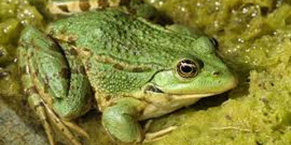Βιολογία: άκρα βατράχου