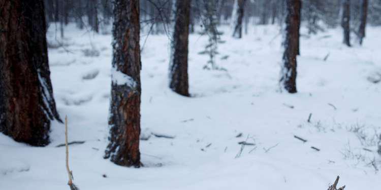 Επετράπη ο χιονοπόλεμος σε πόλη του Κολοράντο μετά από έναν αιώνα [βίντεο]