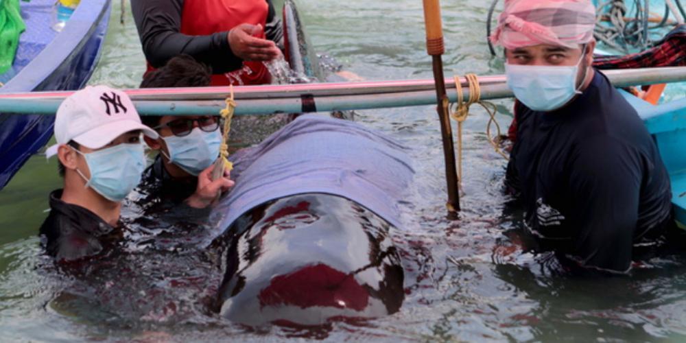 Φάλαινα πέθανε αφού κατάπιε 80 σακούλες!
