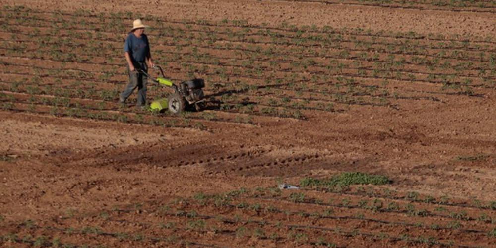 Κινέζοι αγρότες βγάζουν λεφτά από… άχυρα