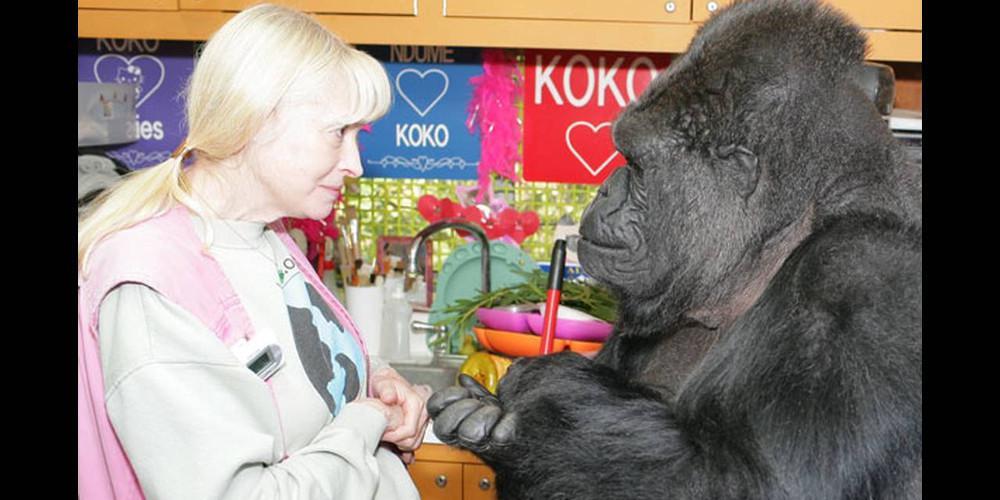 Θρήνος για τον θάνατο της Κoko, του γορίλα που επικοινωνούσε με νοηματική γλώσσα [βίντεο]