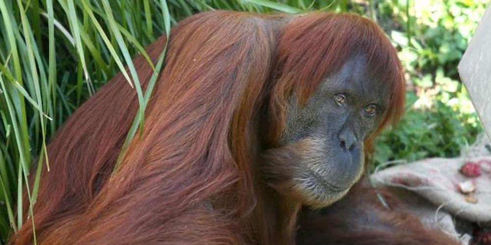Ο γηραιότερος ουρακουτάγκος της Σουμάτρα πέθανε στην Αυστραλία