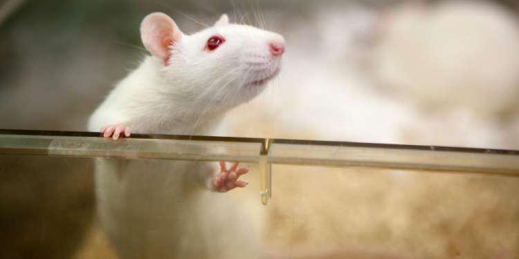 Απίστευτο! Θεράπευσαν πειραματόζωα με παράλυση