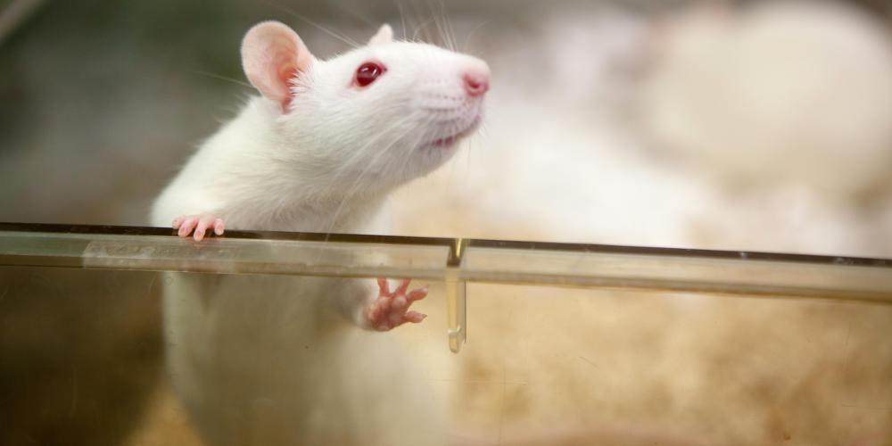 Απίστευτο! Θεράπευσαν πειραματόζωα με παράλυση