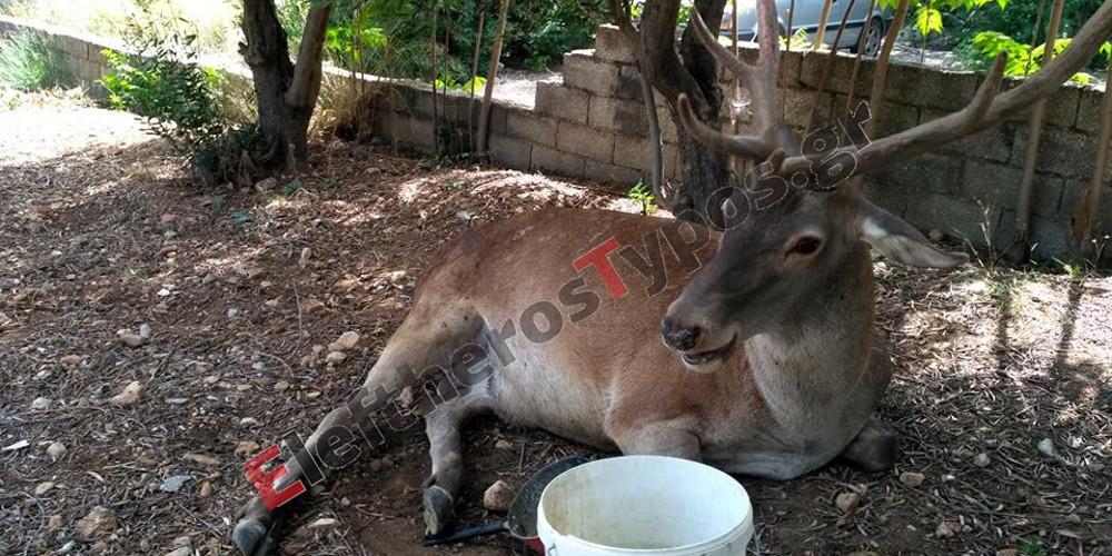 Στο έλεος του καύσωνα η Αττική - Ακόμη και τα ελάφια αναζητούν δροσιά [εικόνα]