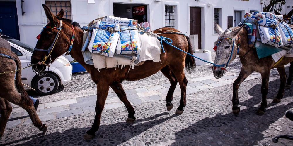 Κινδυνεύουν με εξαφάνιση τα γαϊδούρια: Μαζική σφαγή για κινέζικα φάρμακα και κρέας