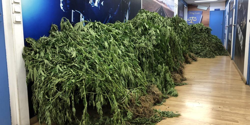 Καταστράφηκαν 40 στρέμματα βιομηχανικής κάνναβης από την κακοκαιρία στην Καλαμπάκα