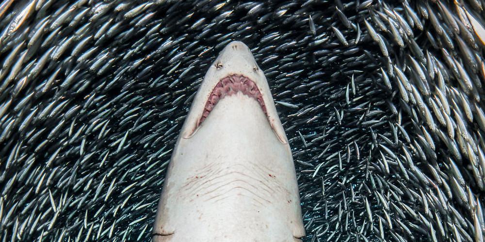 Η μαγεία των ωκεανών: Υποβρύχιες φωτογραφίες που βραβεύτηκαν το 2018