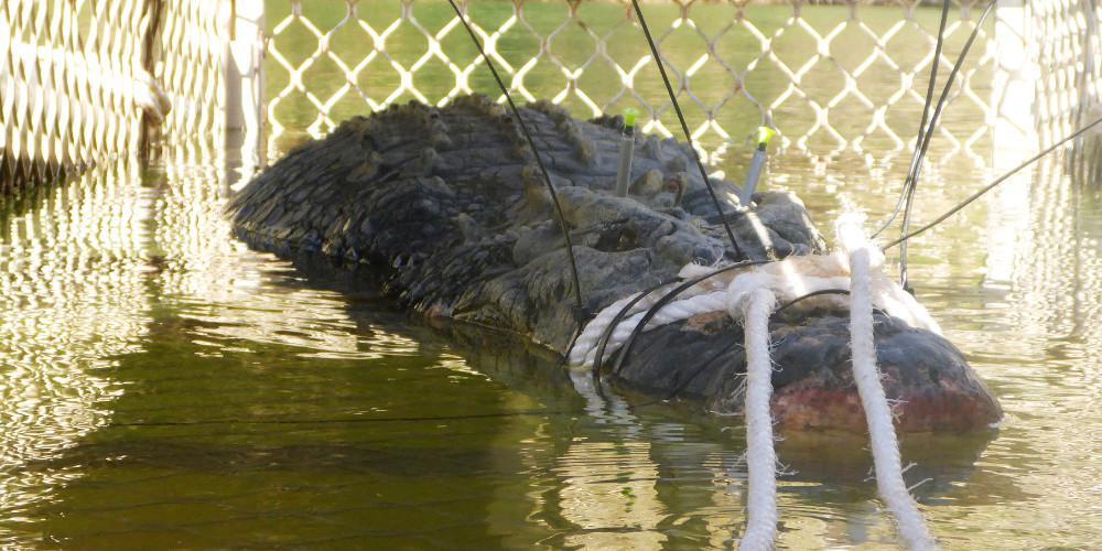 Απίστευτο: Γυναίκα επιστήμονας κατασπαράχτηκε από κροκόδειλο που μελετούσε [εικόνες]