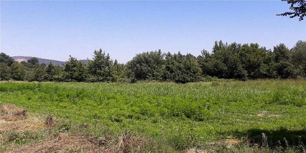 Εντοπίστηκαν χασισοφυτείες σε Λουτράκι και Βαρνάβα Αττικής