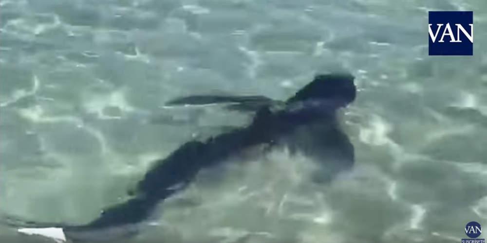 Καρχαρίας δύο μέτρων στο Λουτράκι [βίντεο]