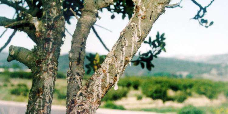 New York Times: Μπορεί η μαστίχα Χίου να θεραπεύσει την ανθρωπότητα;