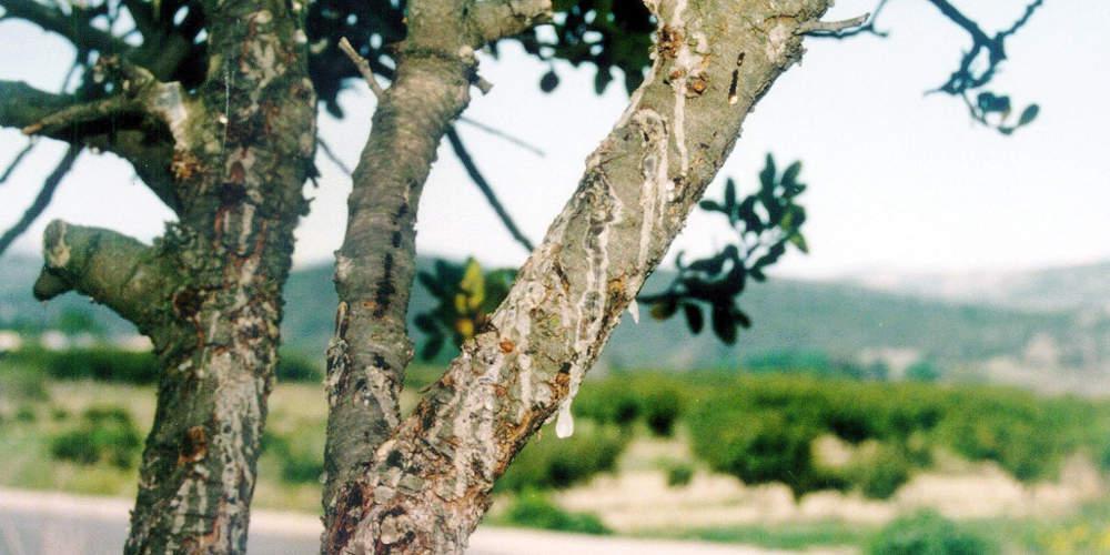 New York Times: Μπορεί η μαστίχα Χίου να θεραπεύσει την ανθρωπότητα;