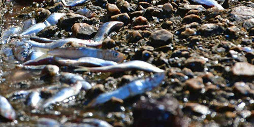 Απίστευτο: Χιλιάδες σαρδέλες βγήκαν στη στεριά για να γλυτώσουν από… ψάρια [βίντεο]