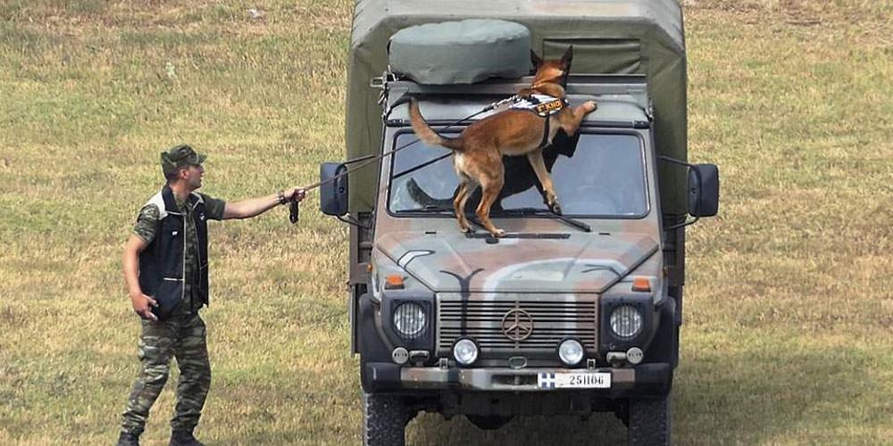 Ετσι εκπαιδεύονται οι σκύλοι – κομάντο του Στρατού [βίντεο]
