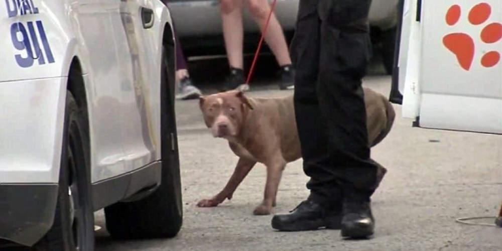Θλίψη: Πίτμπουλ σκότωσαν 2χρονο αγοράκι στις ΗΠΑ [βίντεο]