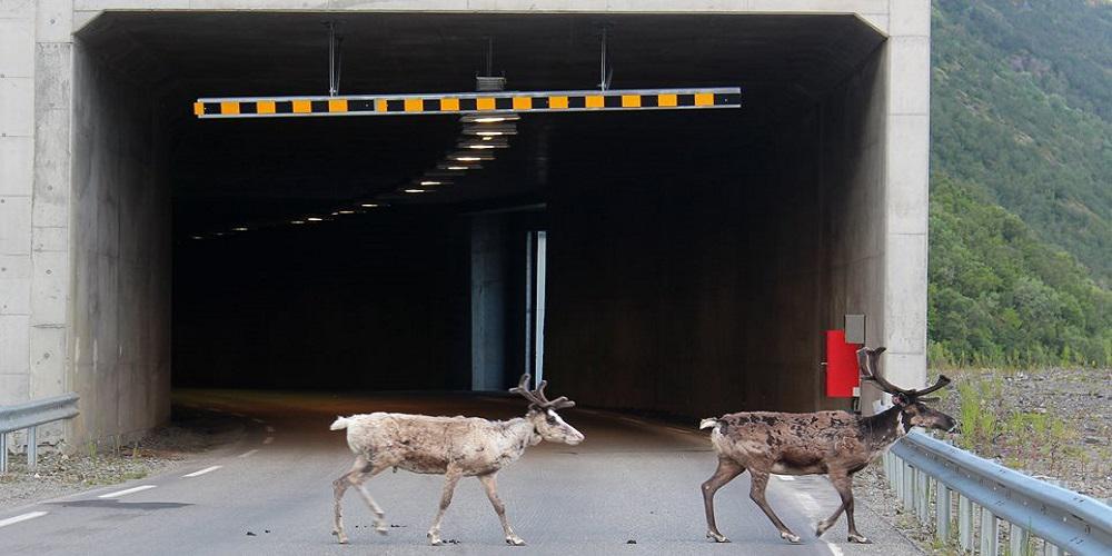 Τάρανδοι στη Νορβηγία βρήκαν καταφύγιο στα τούνελ λόγω ζέστης!