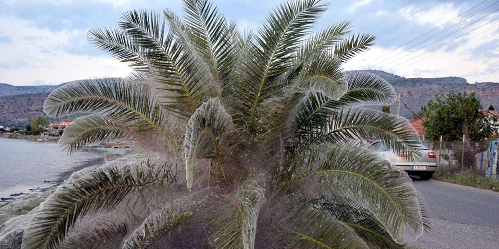 Απίστευτες εικόνες: Οι αράχνες... έντυσαν το Αιτωλικό