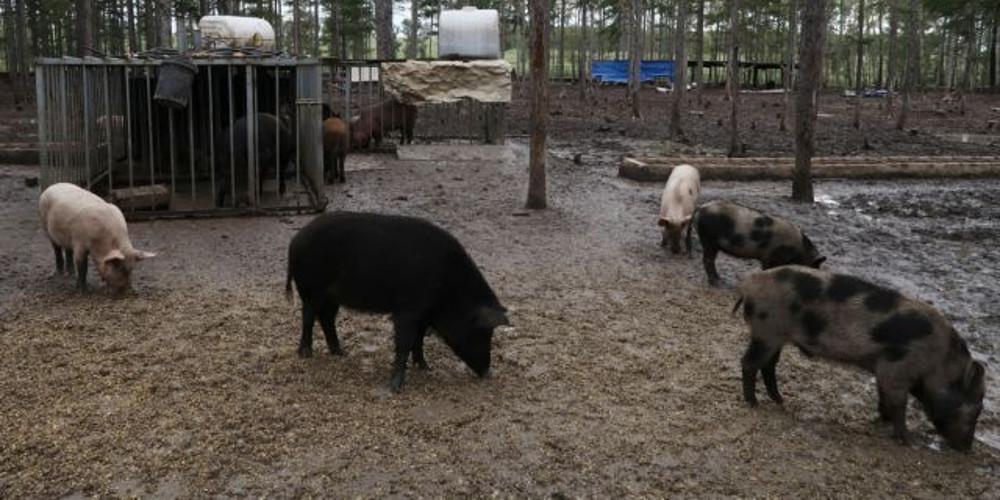 Εξαλείφθηκε πλήρως η αφρικανική πανώλη των χοίρων στην Ελλάδα