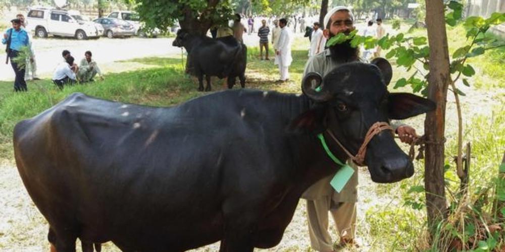 Μέτρα λιτότητας στο Πακιστάν: Έβγαλαν σε δημοπρασία... βουβάλια [εικόνες]