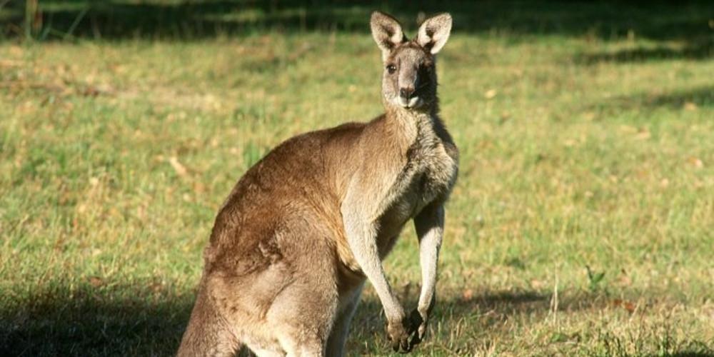 Έρευνες της αστυνομίας για τον εντοπισμό ενός... καγκουρό στην Δανία