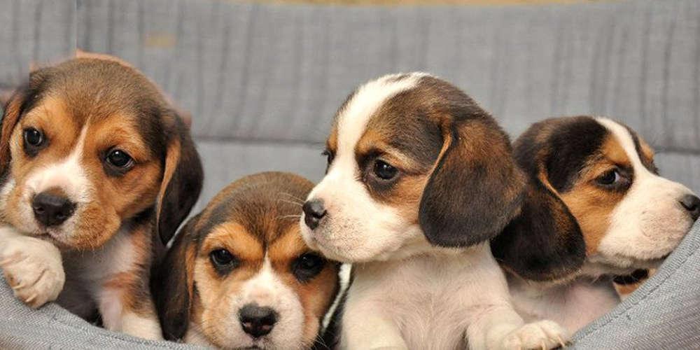 Πάτρα: Έξι χρόνια κάθειρξη σε γυναίκα που εγκατέλειψε πέντε κουτάβια