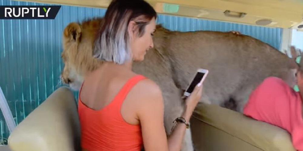 Πρωτοφανές: Λιοντάρι έκανε επιθέσεις... με γλειψίματα και αγκαλιές σε τουρίστες!