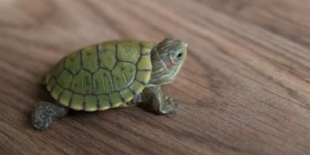 Απίστευτο: Bρετανίδα βιάστηκε από… χελώνα - Τι ερευνά η ισπανική αστυνομία