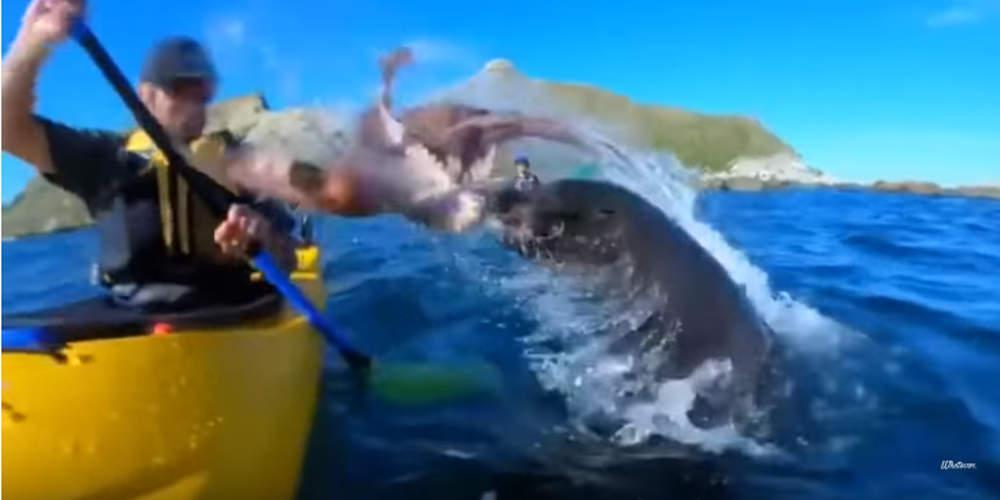 Απίστευτο: Φώκια χαστούκισε άνθρωπο με «όπλο» ένα… χταπόδι [βίντεο]