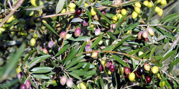 Έρευνα: Θησαυρός για την υγεία, και όχι μόνο, οι ελιές Καλαμών