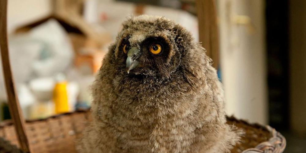 Κλείνει το κέντρο περίθαλψης άγριων ζώων στην Αίγινα