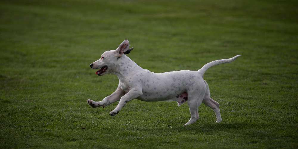 Πήλιο: Σκύλος έμεινε 3 ημέρες δίπλα στο νεκρό αφεντικό του