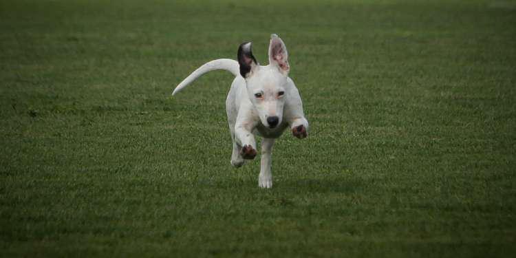 Σωτήριο αυτό το κόλπο: Σώστε τον σκύλο σας από φόλα με μαγειρική σόδα