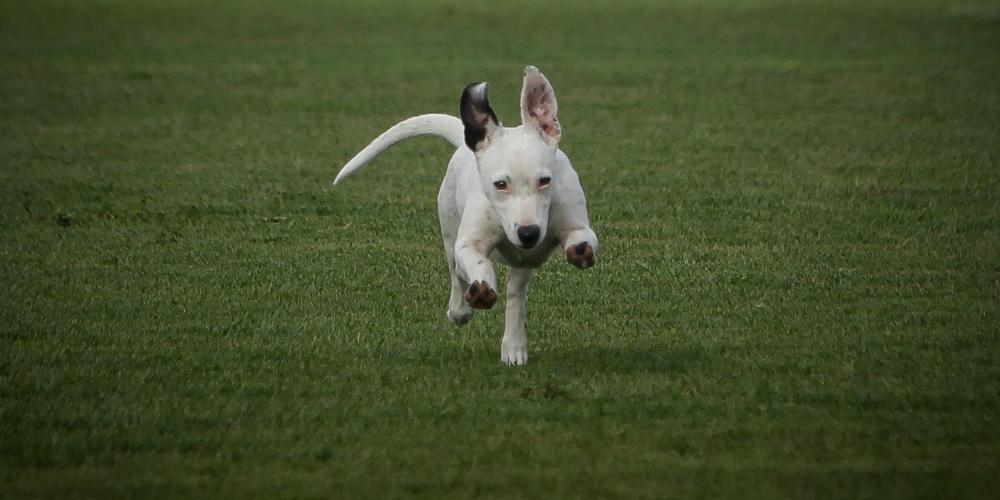 Σωτήριο αυτό το κόλπο: Σώστε τον σκύλο σας από φόλα με μαγειρική σόδα