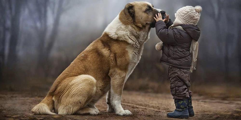 Η επιστήμη απαντά στο τι κάνει τόσο ιδιαίτερους τους σκύλους
