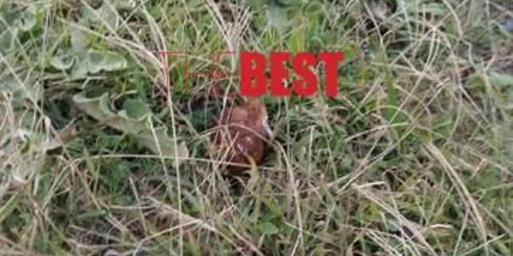 Απίστευτο: Νήπιο έπαιζε με χειροβομβίδα στην παραλία Ροδίνη στην Πάτρα [εικόνα & βίντεο]