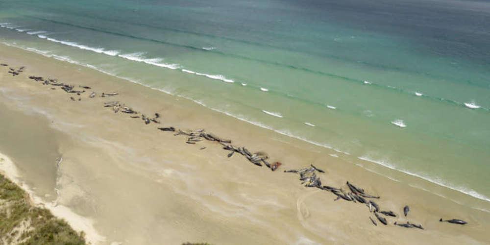 Αλτσχάιμερ και στα δελφίνια! Τι βρήκαν σε αυτά που εξόκειλαν σε παραλίες