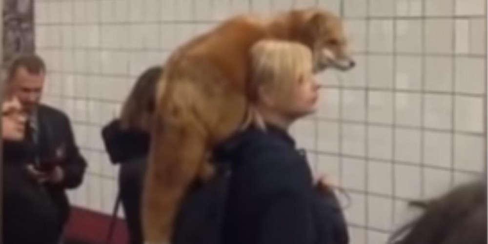 Το viral βίντεο της Ρωσίδας που έβγαλε βόλτα την αλεπουδίτσα της