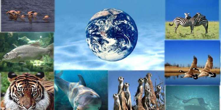 Απειλή για την ανθρωπότητα η απώλεια της βιοποικιλότητας