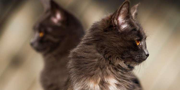 Λουξ ξενοδοχείο για γάτες στο Ιράκ [βίντεο]