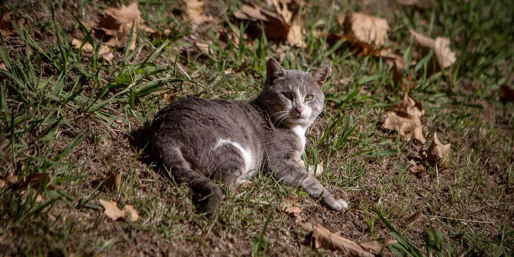 Αίσχος: Δηλητηρίασαν δεκάδες αδέσποτες γάτες στη Λαμία