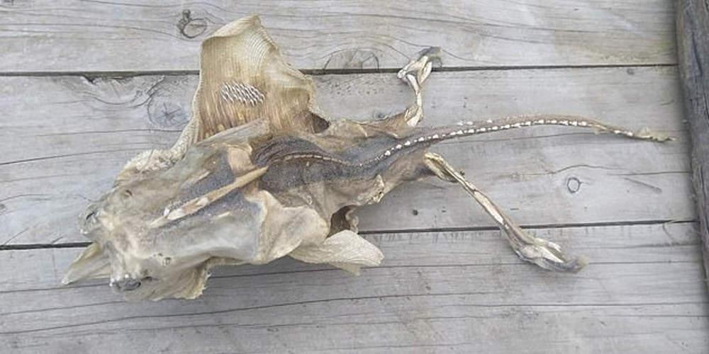 Εξωγήινος, σαλάχι ή διάβολος αυτό που βρήκαν στη Νέα Ζηλανδία; [εικόνες]