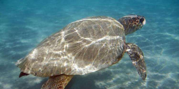 Αριθμός ρεκόρ φέτος για τις φωλιές της Caretta Caretta στη Ζάκυνθο