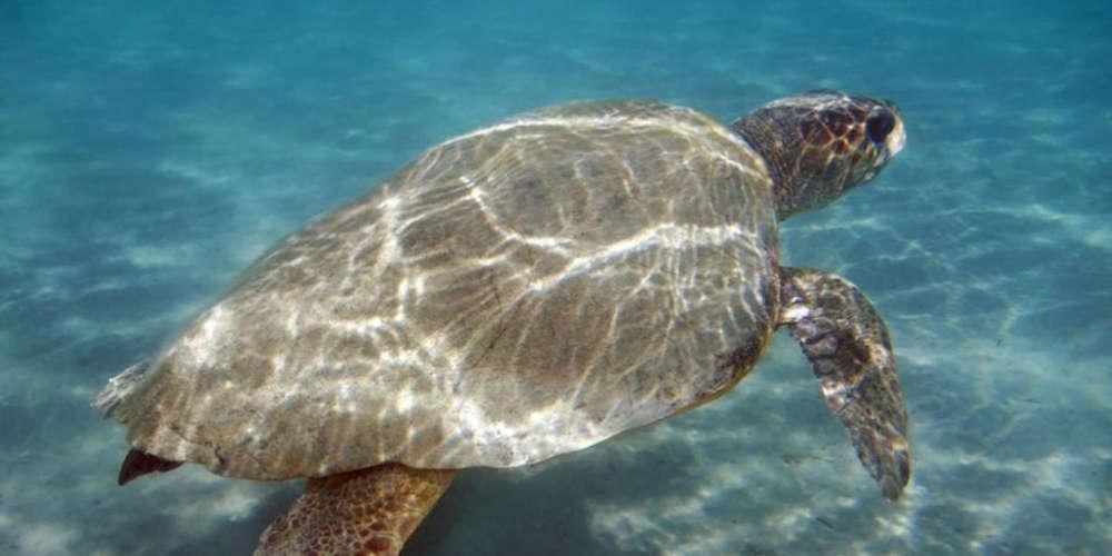 Αριθμός ρεκόρ φέτος για τις φωλιές της Caretta Caretta στη Ζάκυνθο
