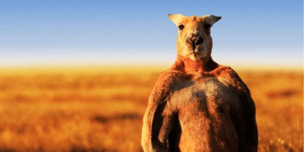 Πέθανε το πιο μυώδες καγκουρό στον κόσμο [εικόνες]