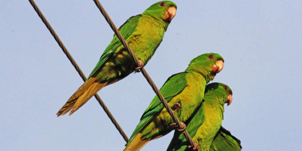 Αργεντινή: Χιλιάδες παπαγάλοι εμφανίστηκαν στον ουρανό πόλης – Απίστευτες εικόνες